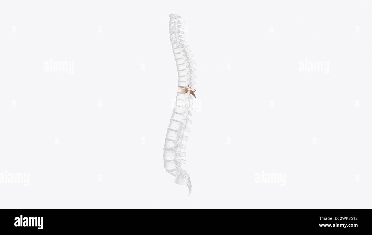 The eighth thoracic vertebra is, together with the ninth thoracic vertebra, at the same level as the xiphisternum 3d illustration Stock Photo