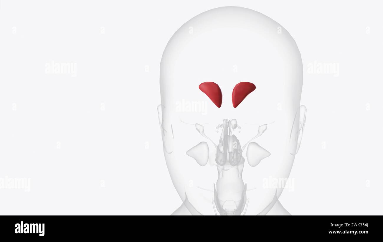 The frontal sinuses are one of the four pairs of paranasal sinuses that ...