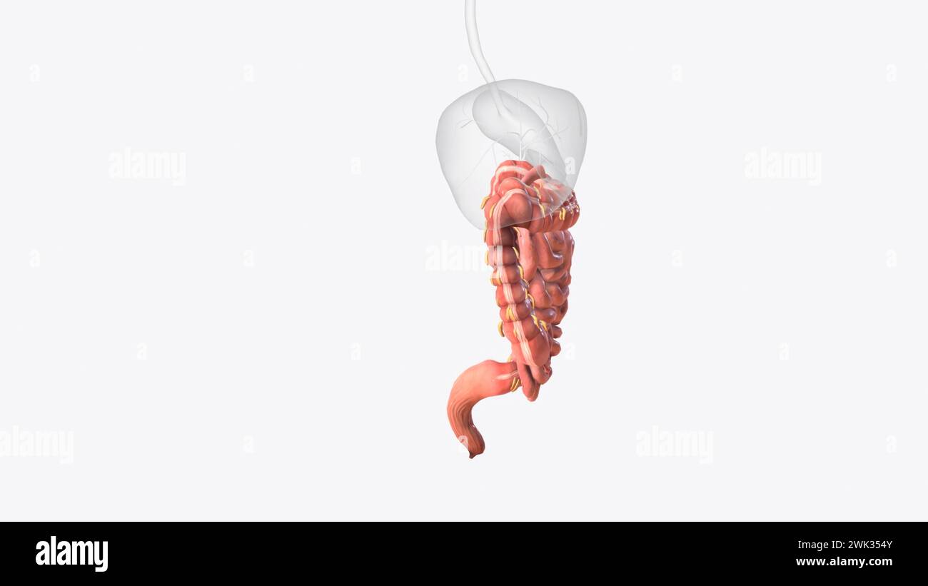 Lower gastrointestinal tract 3d medical Stock Photo Alamy