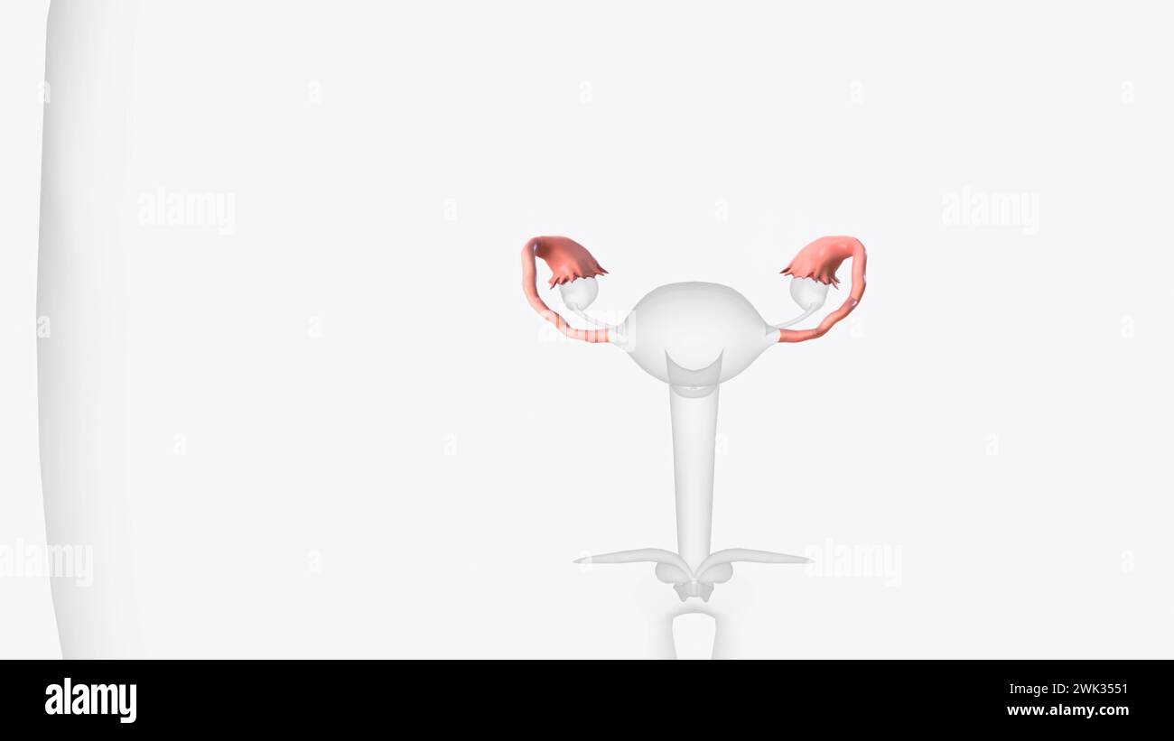 Female pelvis pregnancy hi-res stock photography and images - Alamy