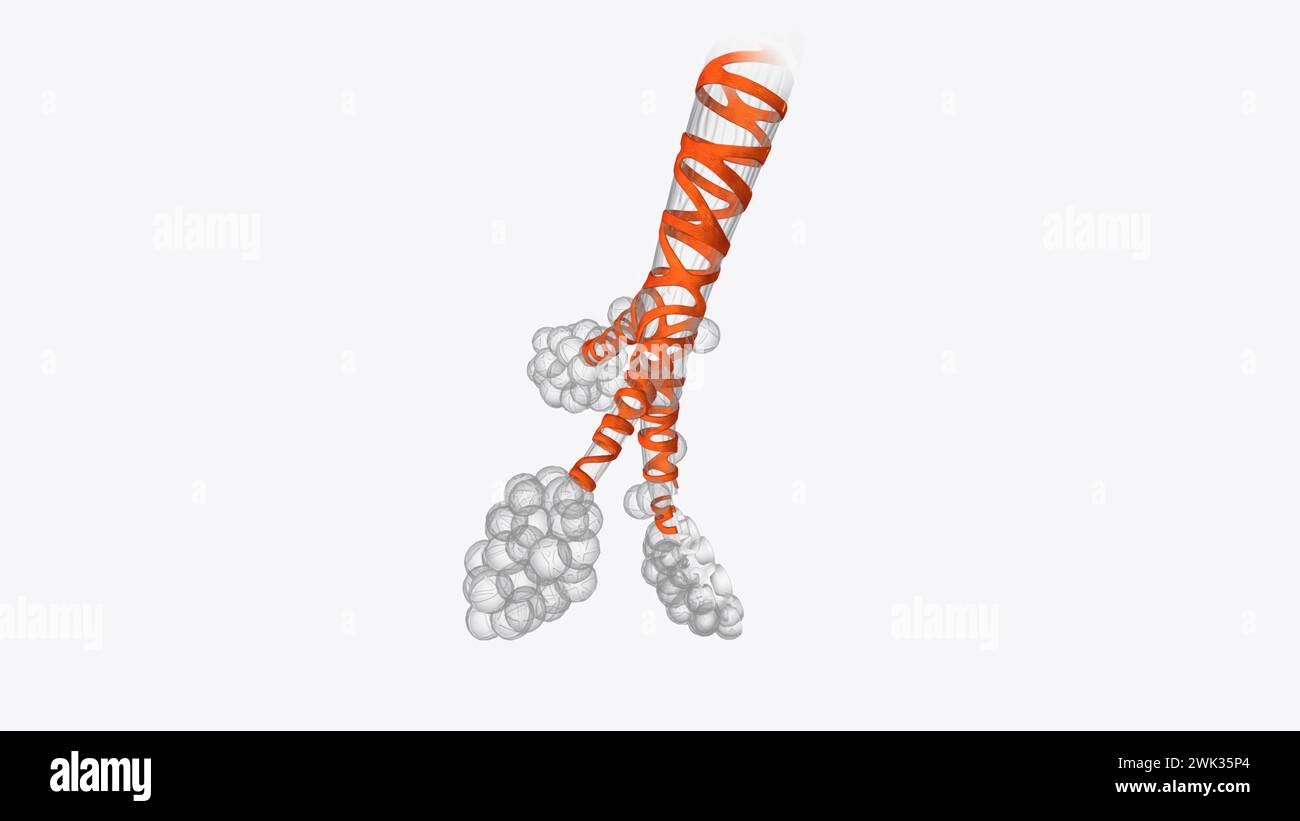 Smooth muscle is an involuntary non-striated muscle, so-called because it has no sarcomeres and therefore no striations 3d illustration Stock Photo