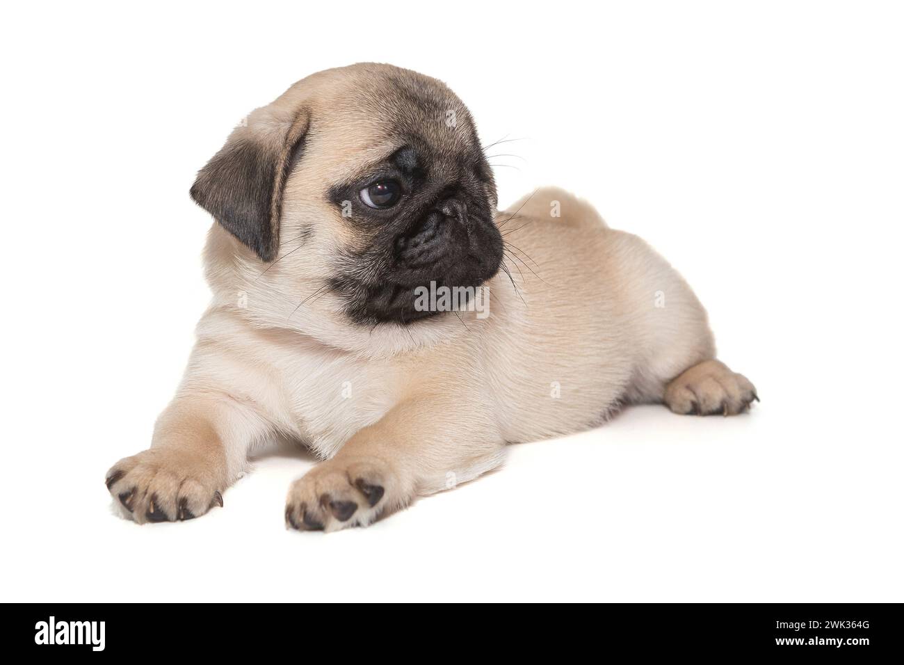 Small pug puppy hi-res stock photography and images - Alamy