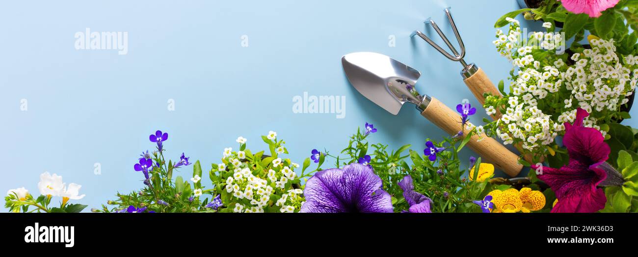 Spring decoration of a home balcony or terrace with flowers banner, Lobelia and Alyssum, Bacopa and Petunia on a blue background, home gardening and hobbies Stock Photo