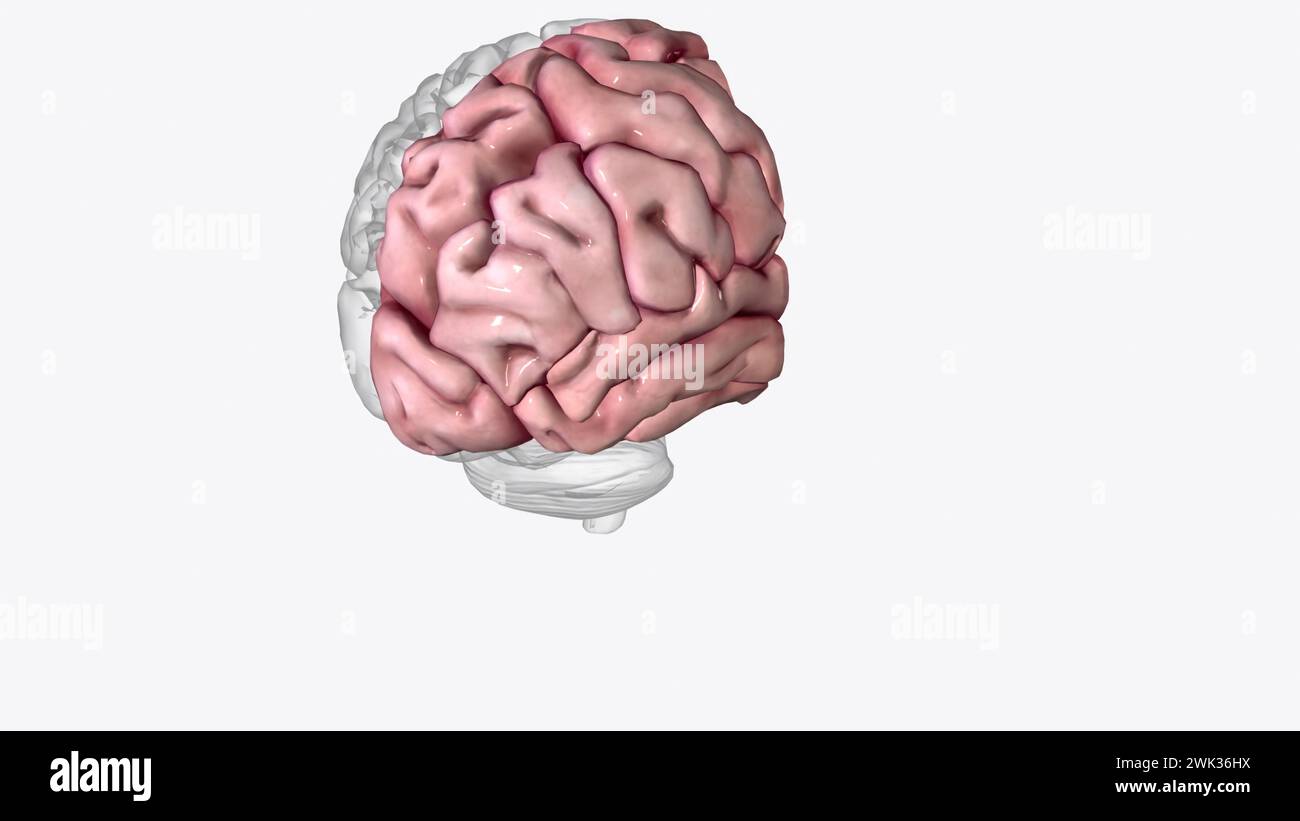 Brain Coronal Cross Section of Right cortex 3d illustration Stock Photo