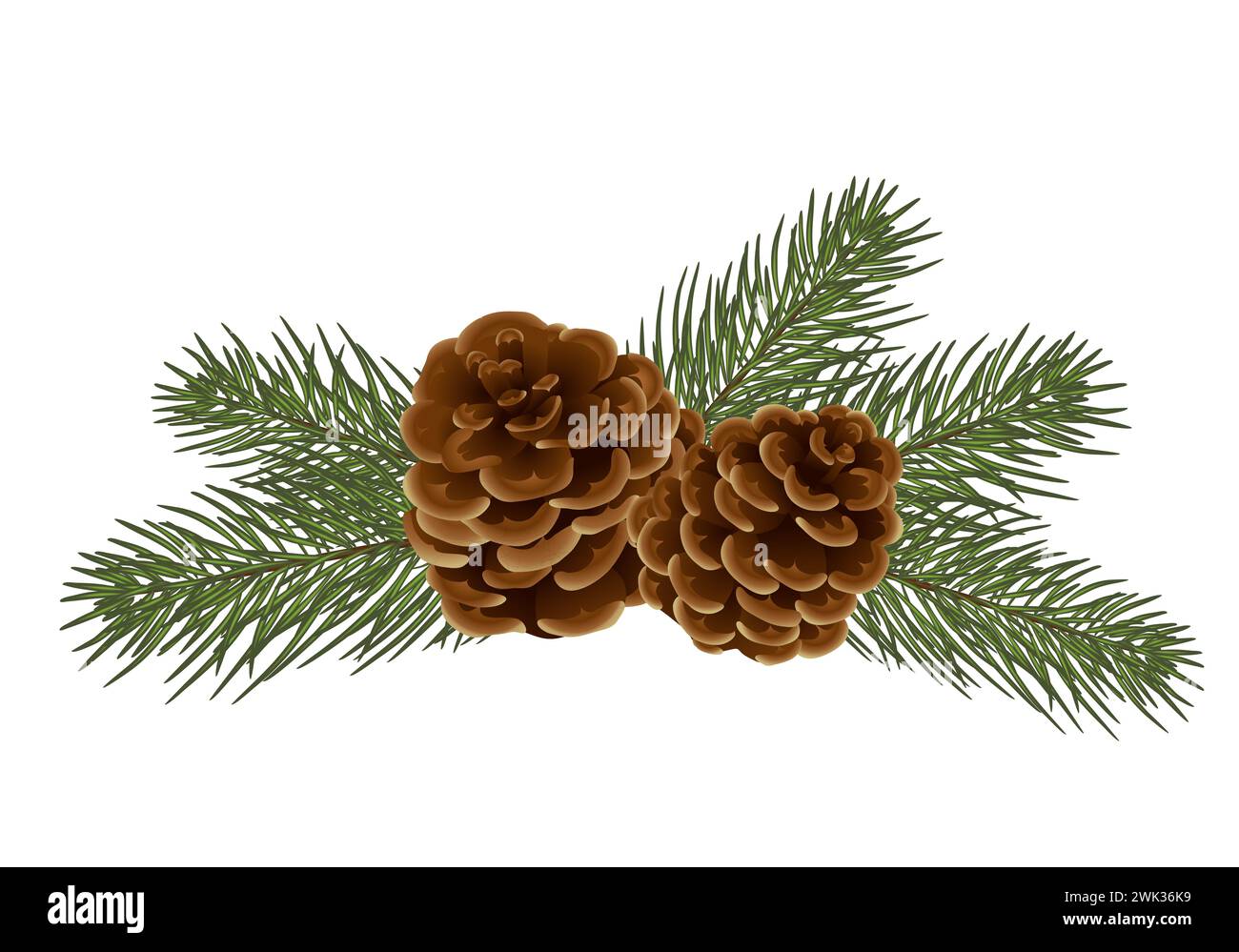 Cute christmas composition - tree branches / cedar cones. Isolated on white background without shadow. New Year. Elements of decor. for postcards, inv Stock Photo