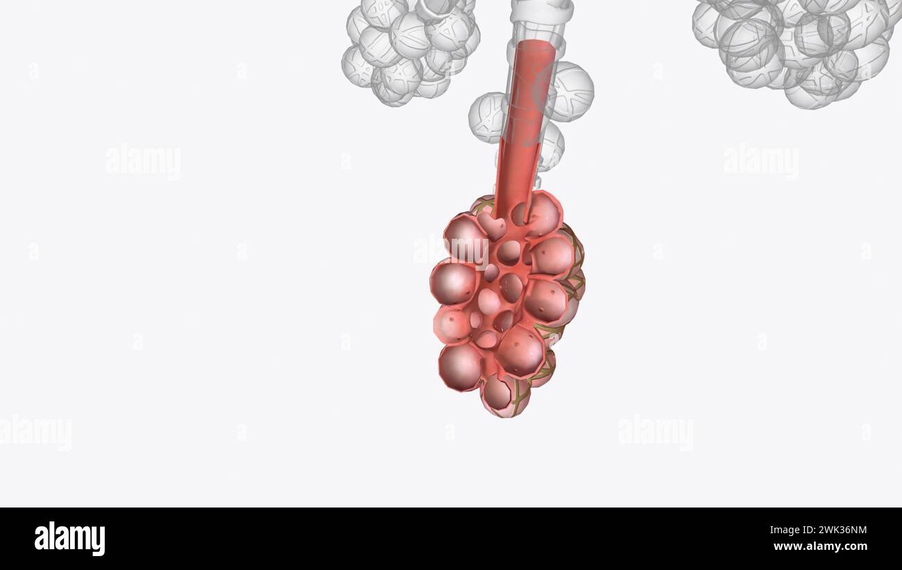 Alveoli are tiny, balloonshaped air sacs located at the end of the