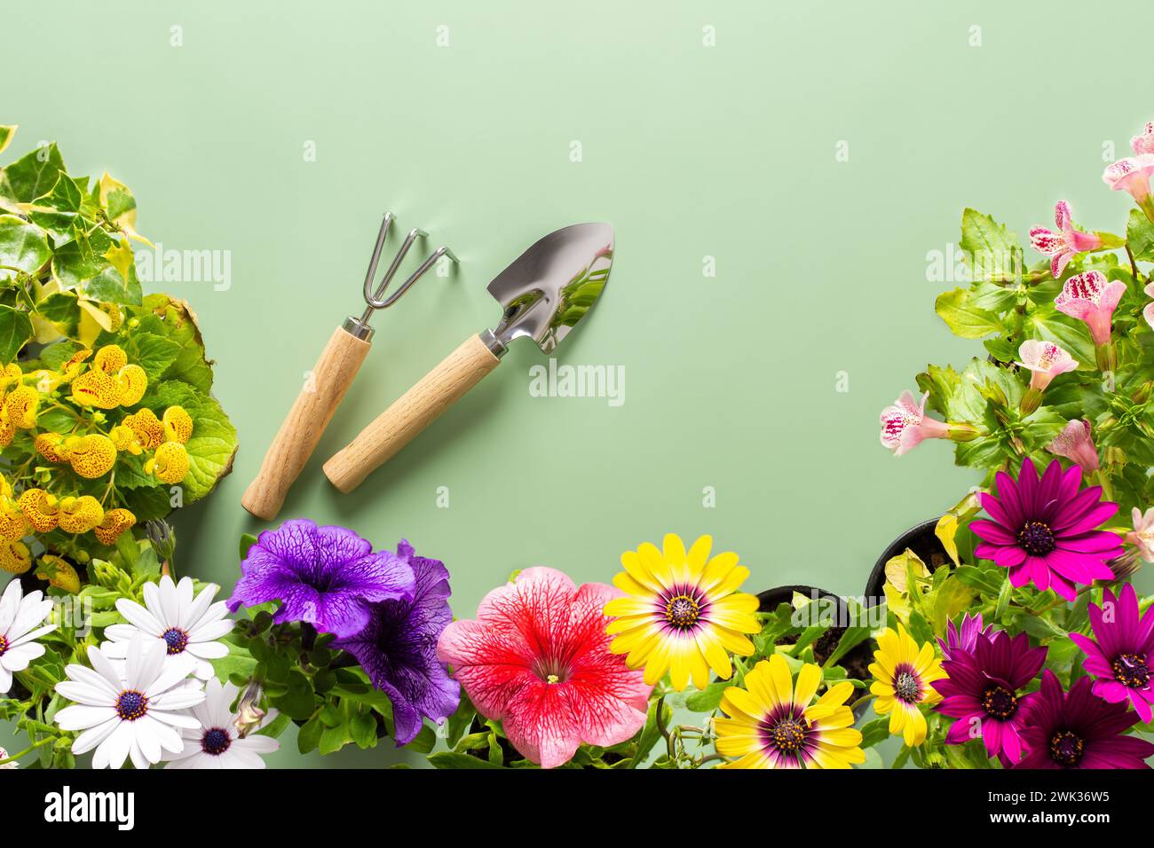 Spring decoration of a home balcony or terrace with flowers, Osteospermum and Calceolaria, Mimulus and Petunia on a green background, home gardening and hobbies, biophilic design Stock Photo