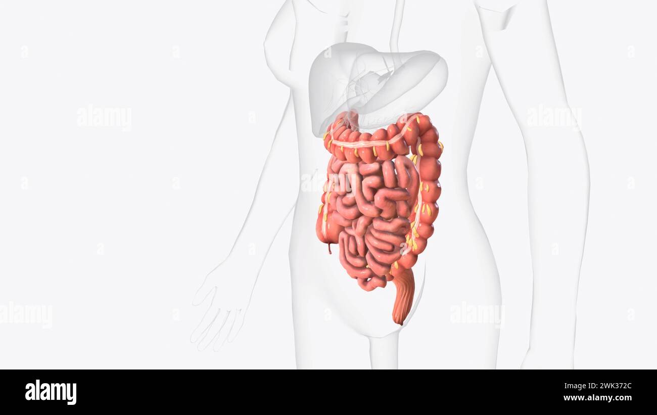 Lower gastrointestinal tract 3d medical Stock Photo Alamy
