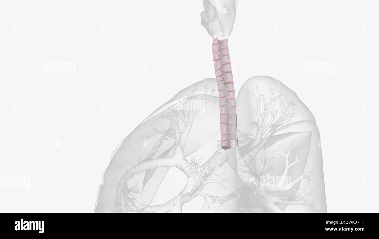 The trachea is a tubelike structure in the neck and upper chest 3d illustration It stretches