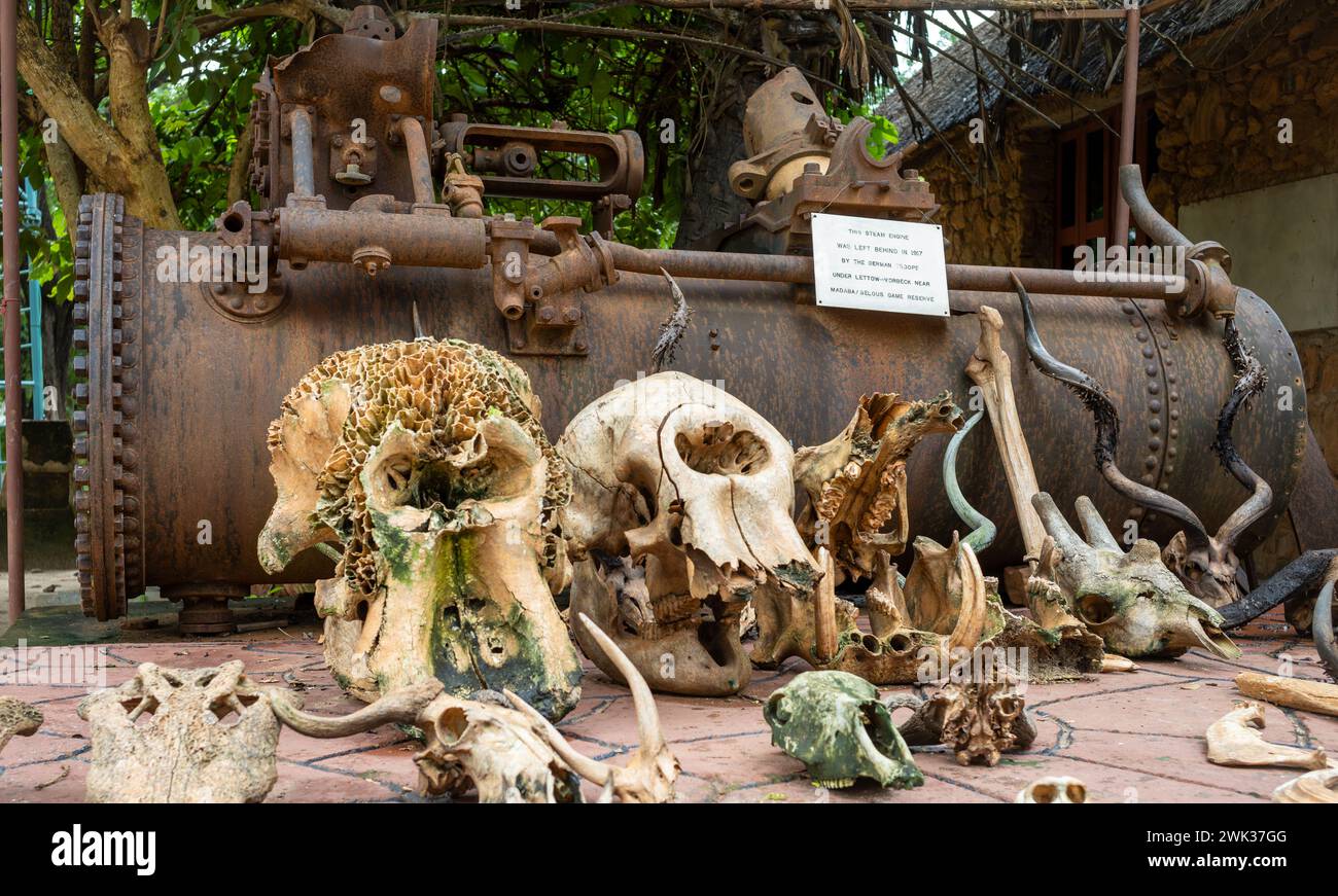 A steam engine left by German troops in 1917 and animal skulls at the Mtemere entrance to Nyerere National Park (Selous Game Reserve) in Tanzania. Stock Photo