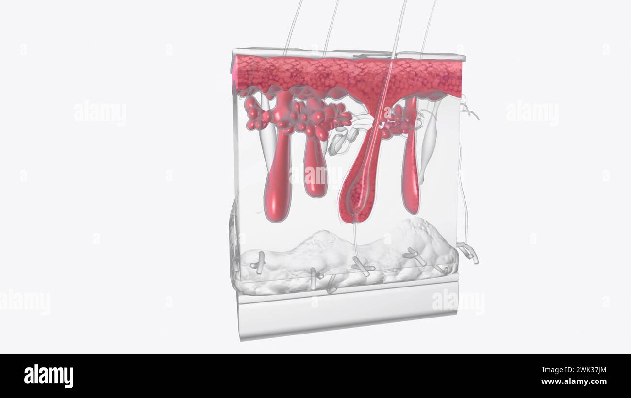 The epidermis is the most superficial layer of the skin and provides