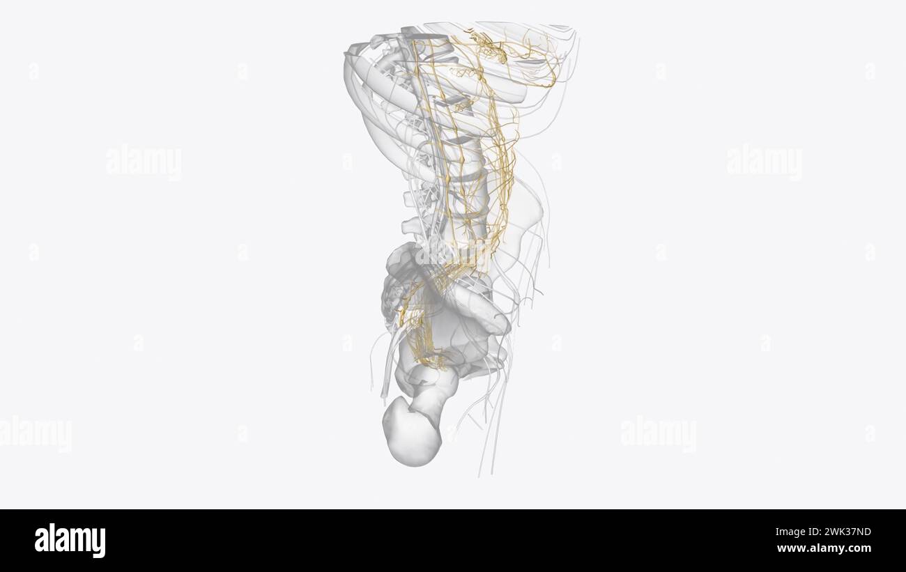 autonomic nervous system is a network of nerves throughout your body