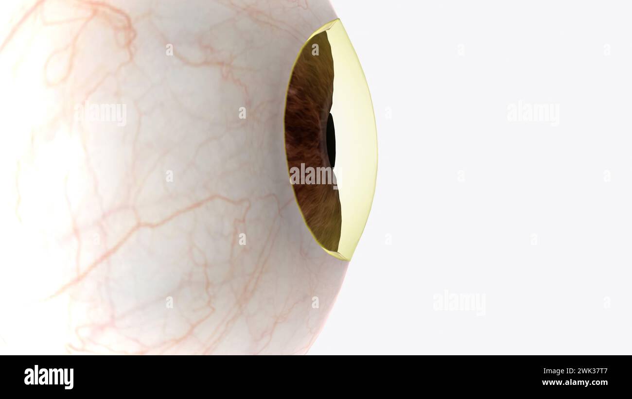 The cornea is the clear outer layer at the front of the eye 3d ...