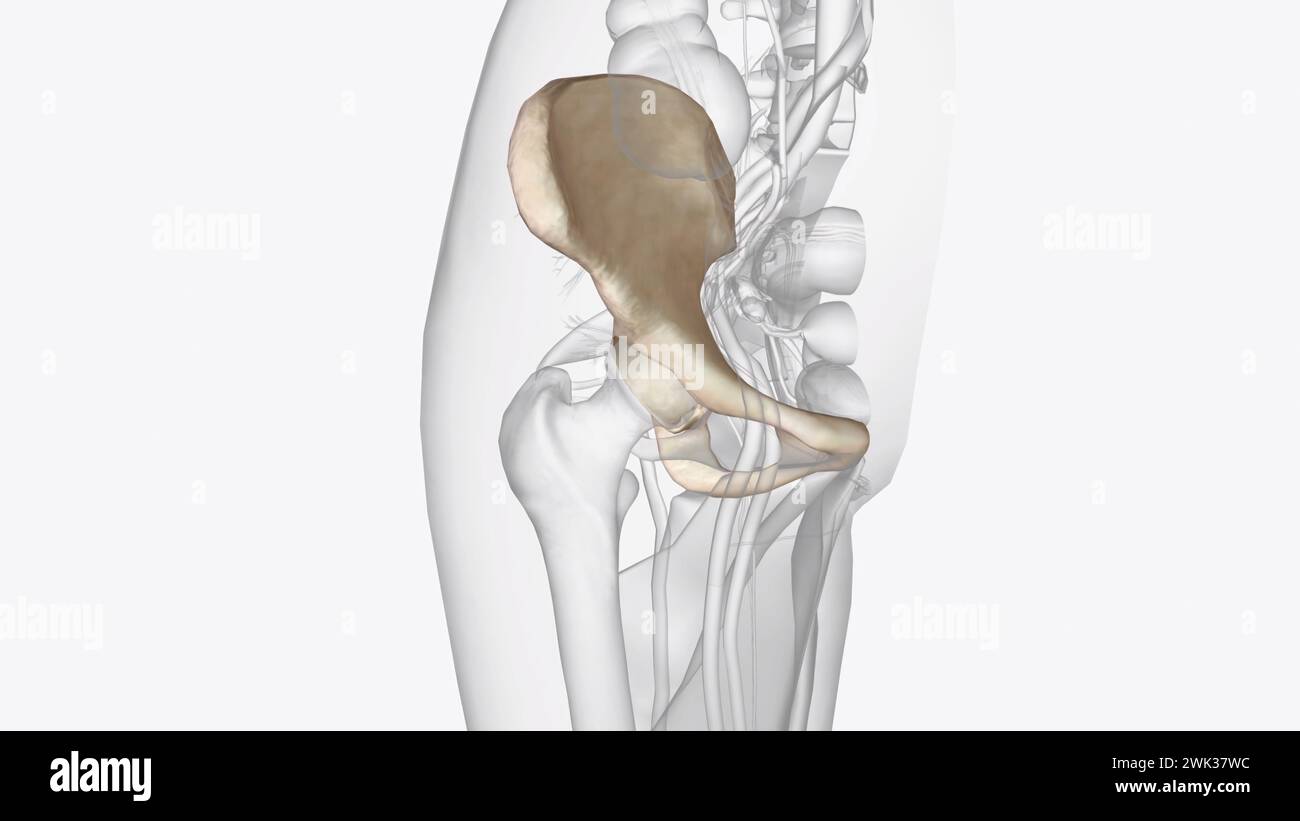 The hip bone is comprised of the three parts the ilium, pubis and ischium 3d illustration Stock Photo