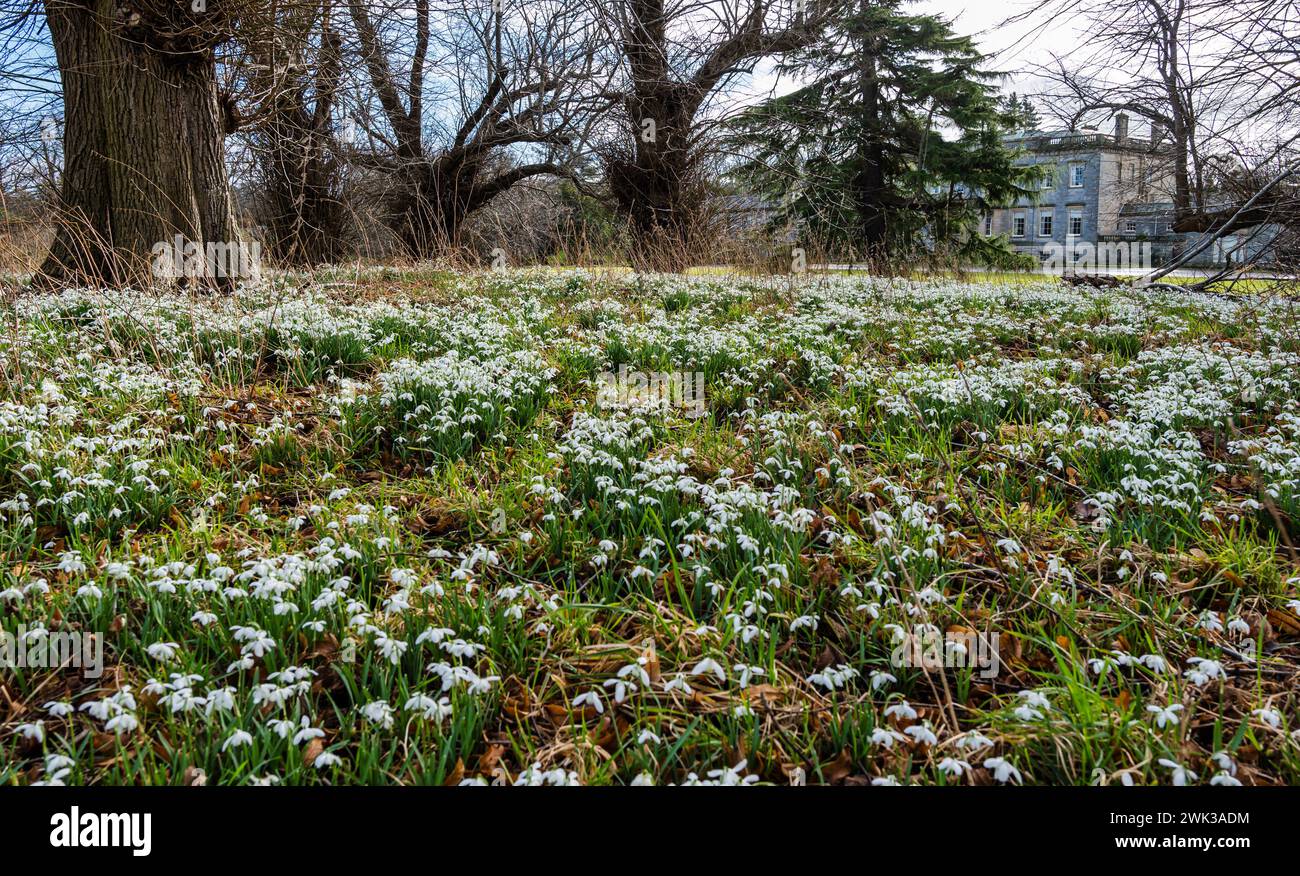 Preston Hall, Midlothian, Scotland, UK 18th February 2024. Scotland's Garden Scheme Snowdrop Weekend: the snowdrops are in full bloom on the estate. Credit: Sally Anderson/Alamy Live News Stock Photo