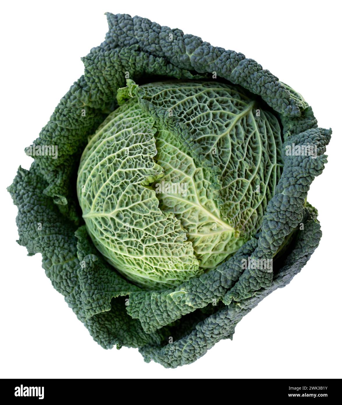 fresh savoy cabbage isolated on white background Stock Photo