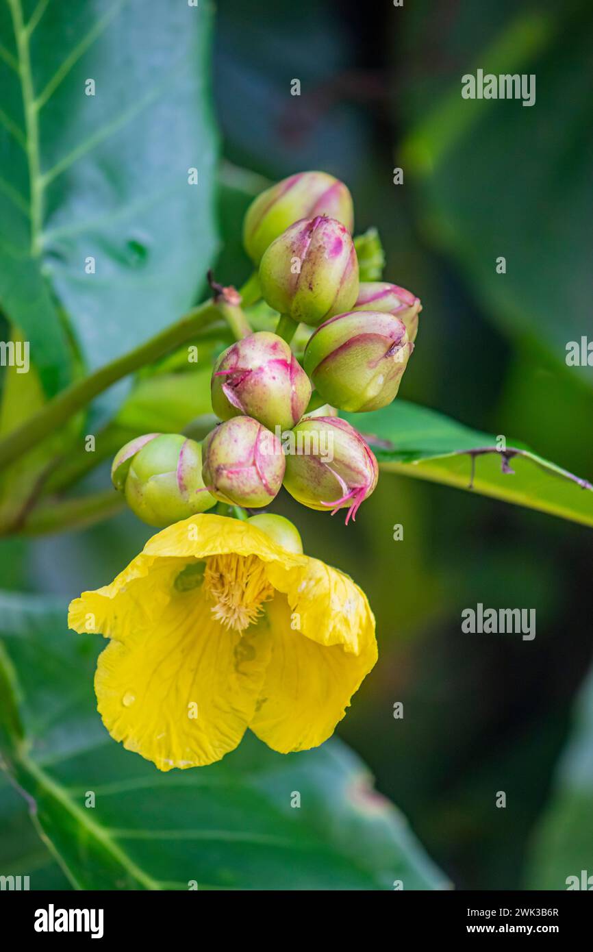 the closeup image of Yellow Simpoh (Dillenia suffruticosa) in the Sungei Buloh wetland reserve Singapore. The simpor is the national flower of Brunei, Stock Photo