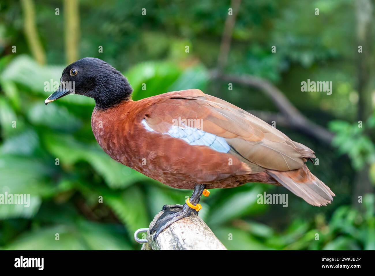 Hartlaub's duck (Pteronetta hartlaubii) is a dark chestnut-coloured duck of African forests, resident in equatorial West and Central Africa. Stock Photo