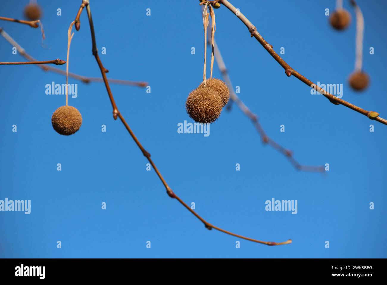 London planetree Stock Photo