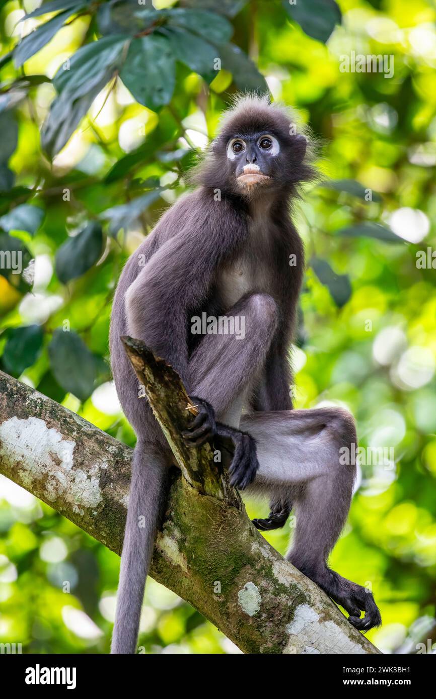 Dusky leaf monkey family hi-res stock photography and images - Alamy