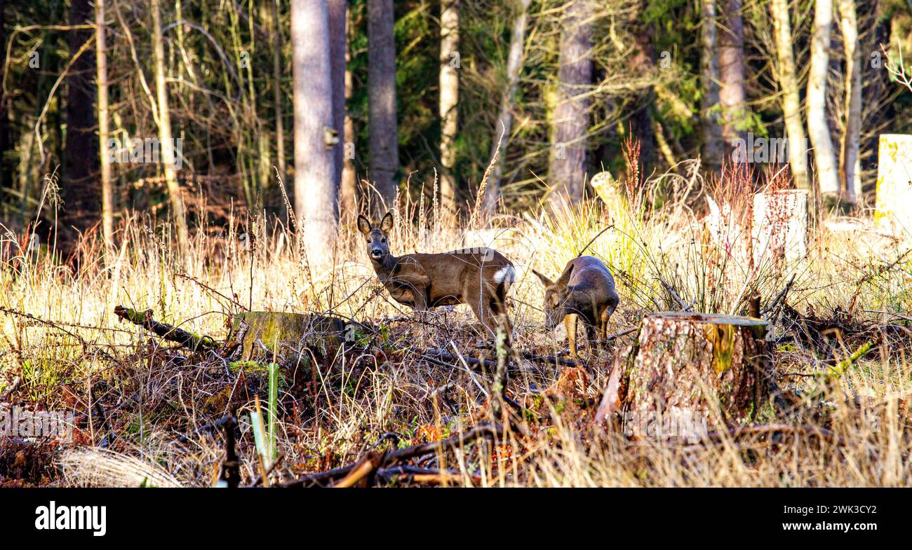 Dundee, Tayside, Scotland, UK. 18th Feb, 2024. UK Weather: Tayside is enjoying magnificent warm winter sunshine with temperatures reaching 12°C. Templeton Woods near Dundee offers spectacular winter scenery of wildlife, unusually shaped trees, and nature walks. White rump roe deer graze the woodland in the spring-like weather. Credit: Dundee Photographics/Alamy Live News Stock Photo