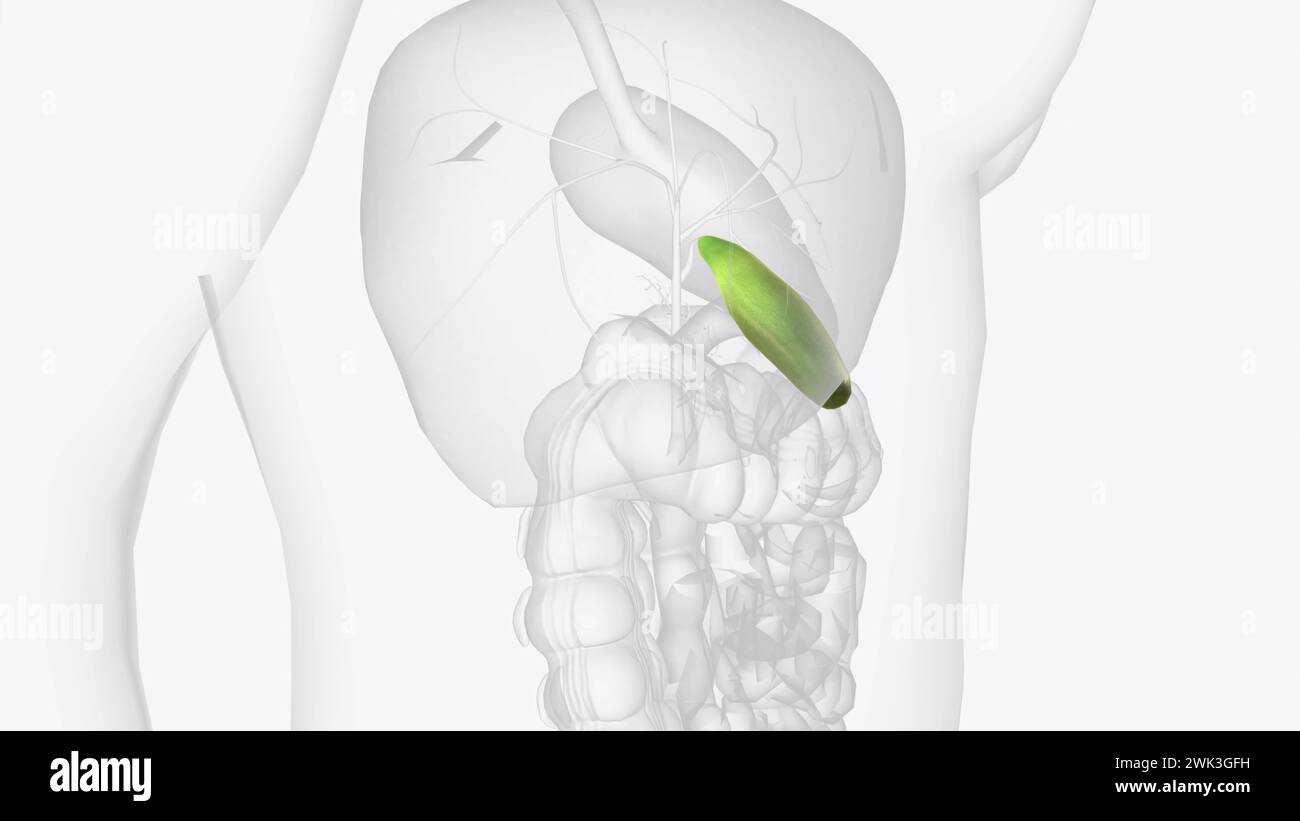 Gallbladder Visual Gallbladder mucosa hi-res stock photography and images - Alamy