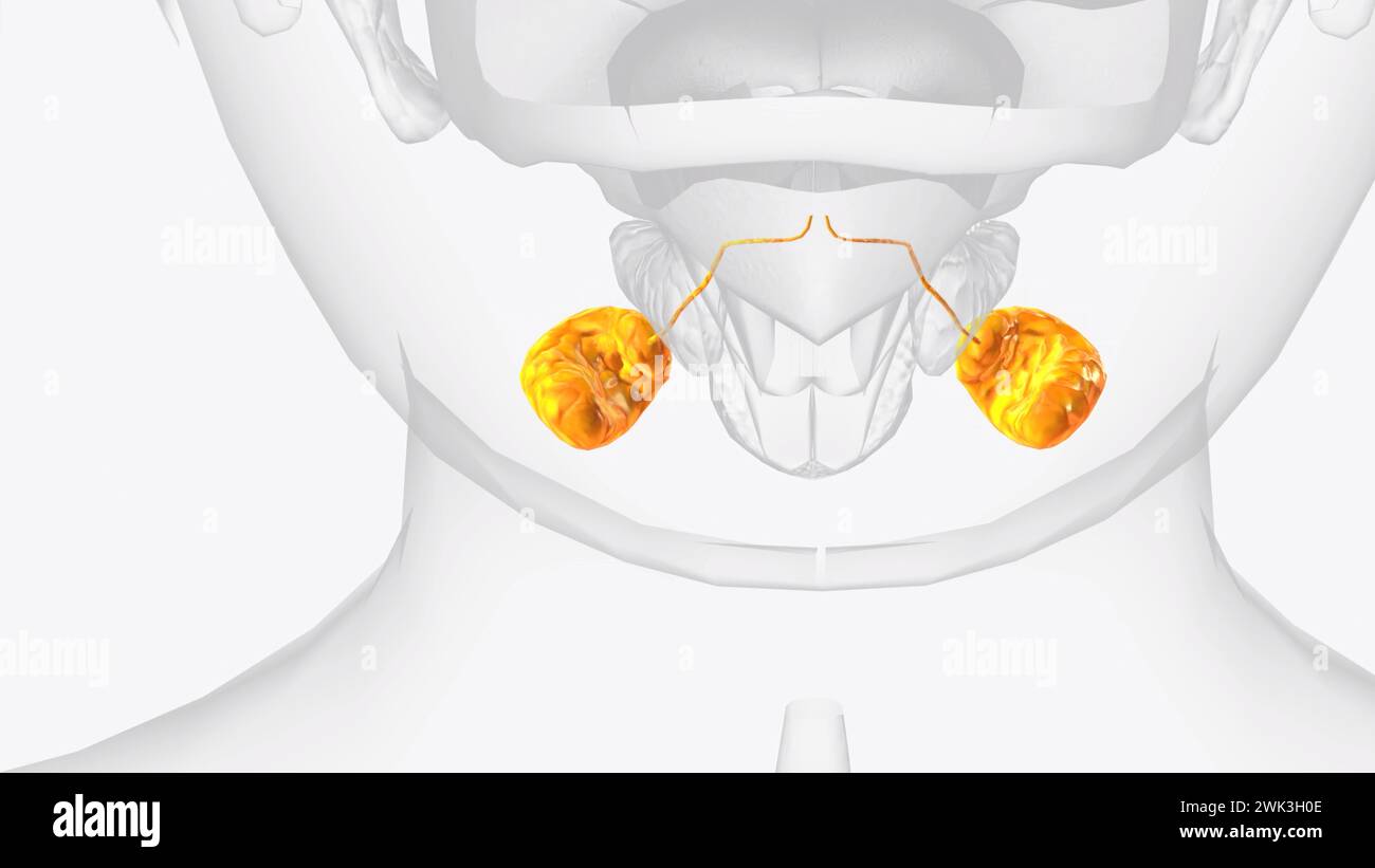 Sublingual glands and ducts 3d medical Stock Photo - Alamy