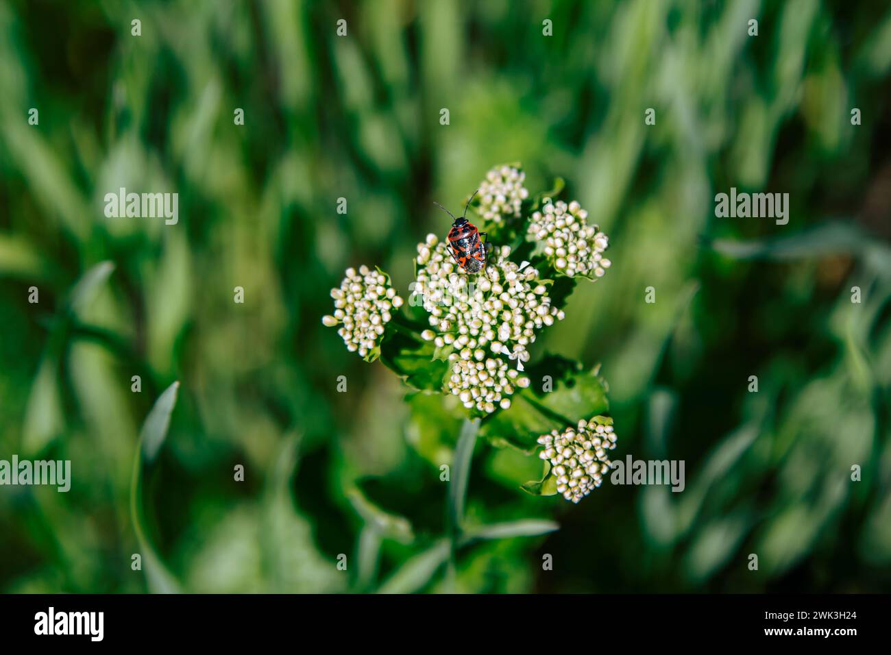 Closeup firebug -  Pyrrhocoris apterus – on a buds of white flower on the beautiful spring meadow Stock Photo