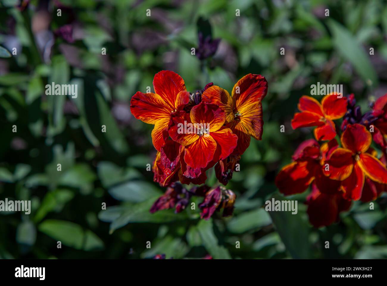 Blooming Erysimum cheiri,  Cheiranthus cheiri, the wallflower with bright red, orange and yellow petals growing in the garden Stock Photo