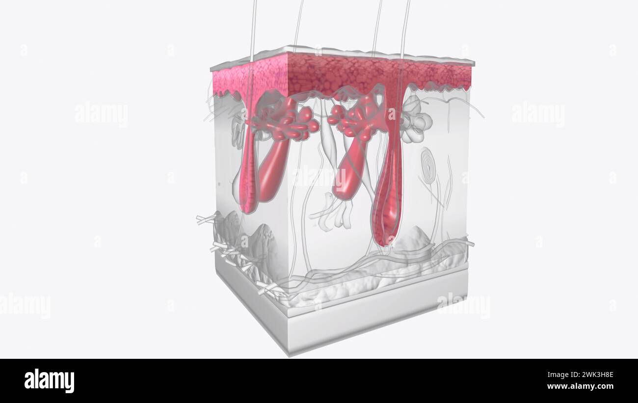 The epidermis is the most superficial layer of the skin and provides