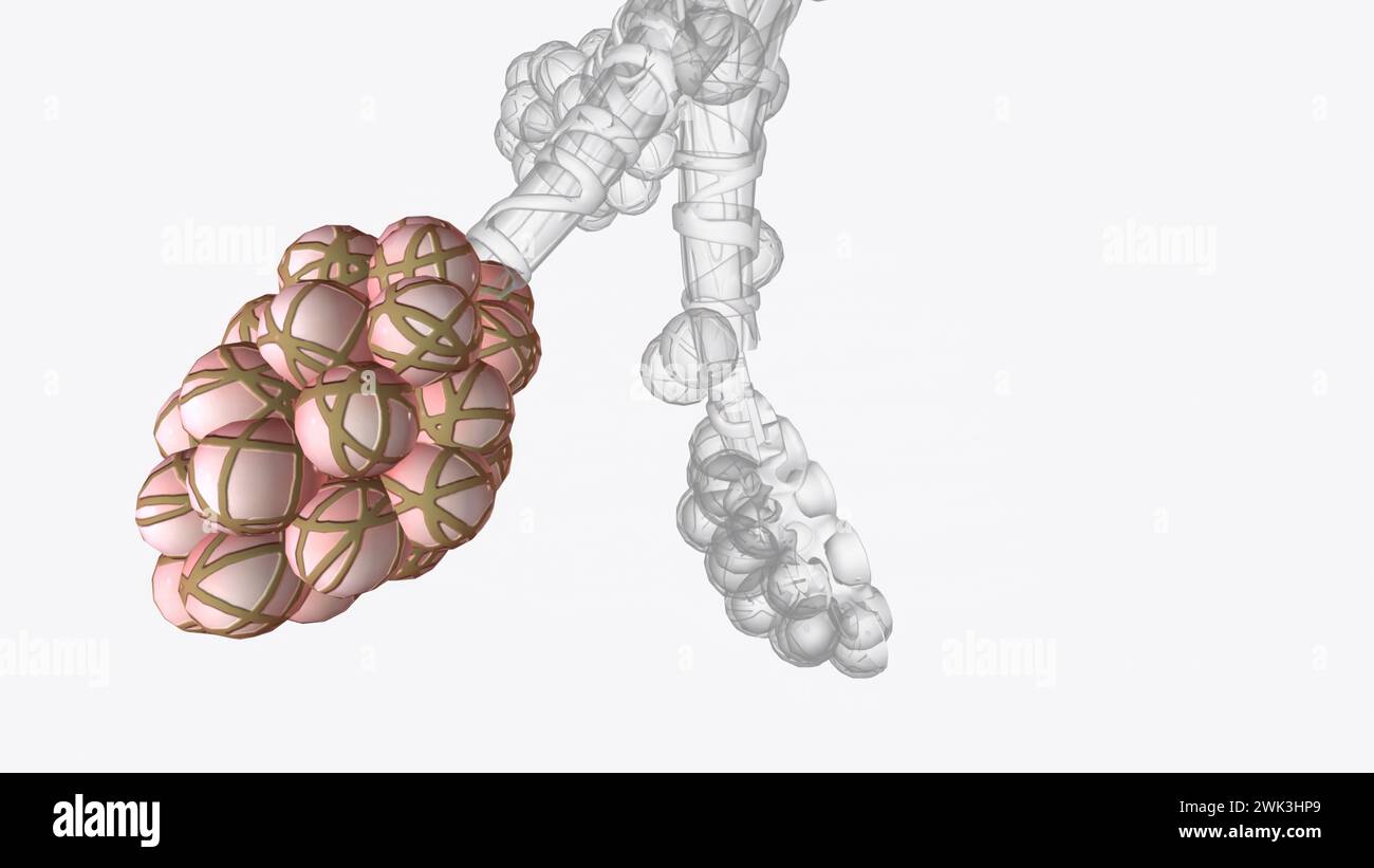 Alveoli are tiny, balloonshaped air sacs located at the end of the
