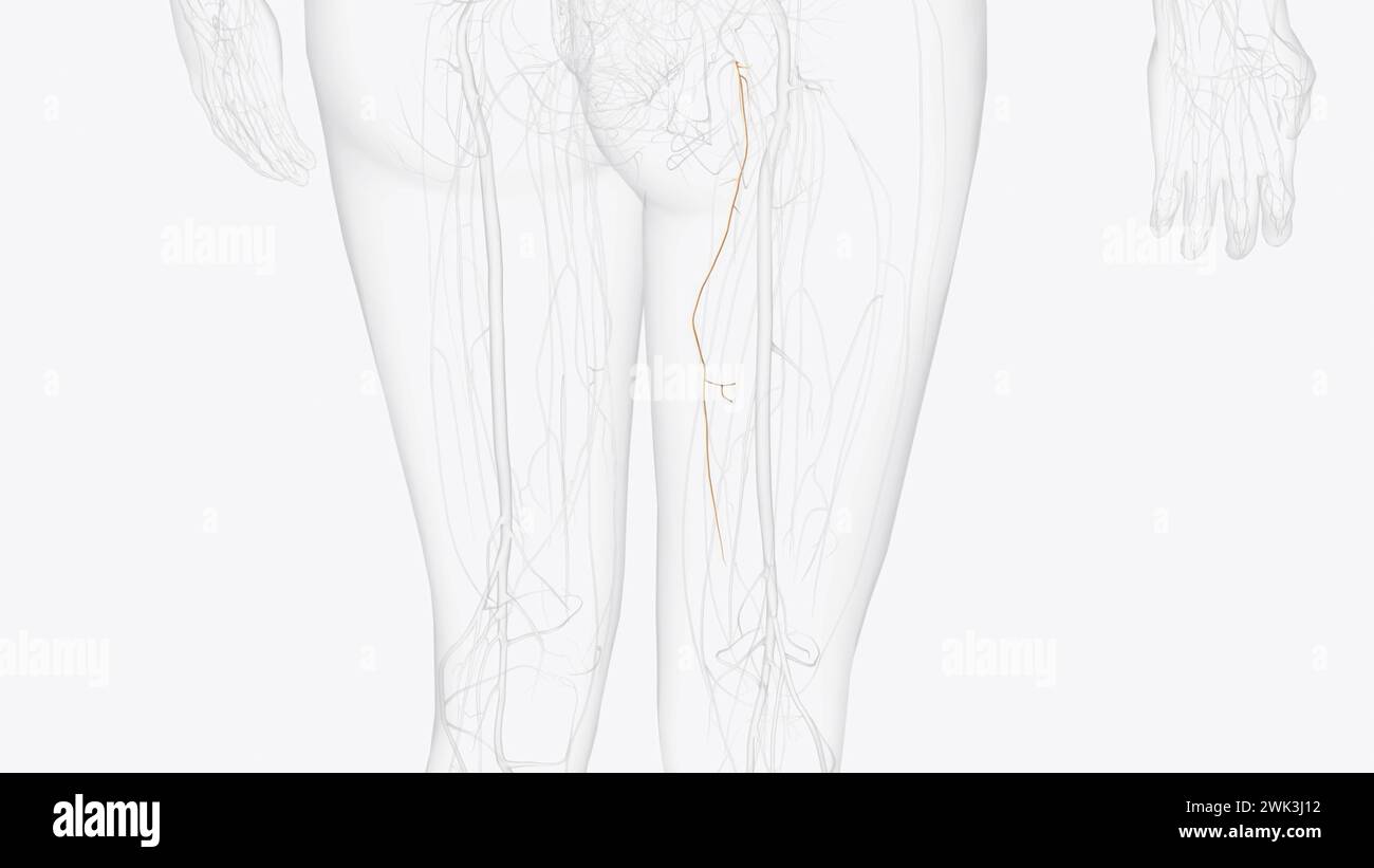 Anterior branch hi-res stock photography and images - Alamy