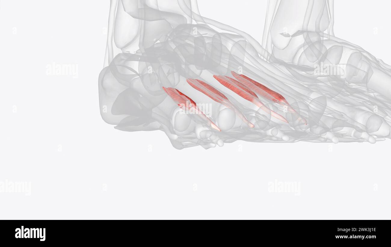 Dorsal intercsseous muscles of right foot 3d illustration Stock Photo