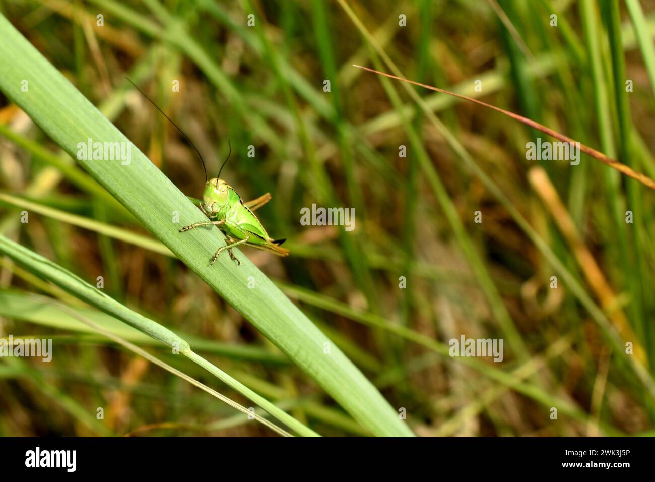 A green grasshopper sits on the grass, he is ready to jump. Side view of a grasshopper. Stock Photo