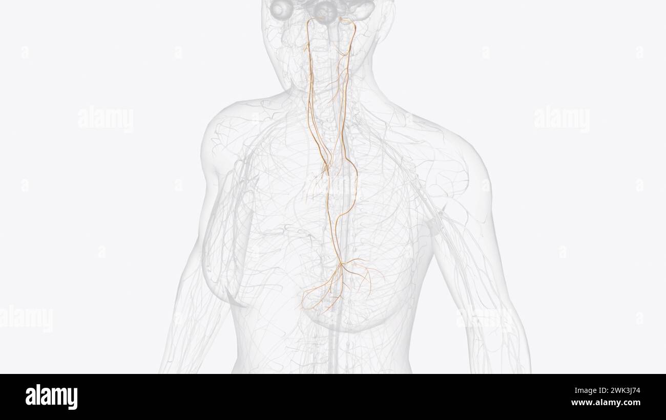The vagus nerve (cranial nerve CN X) is the longest cranial nerve in