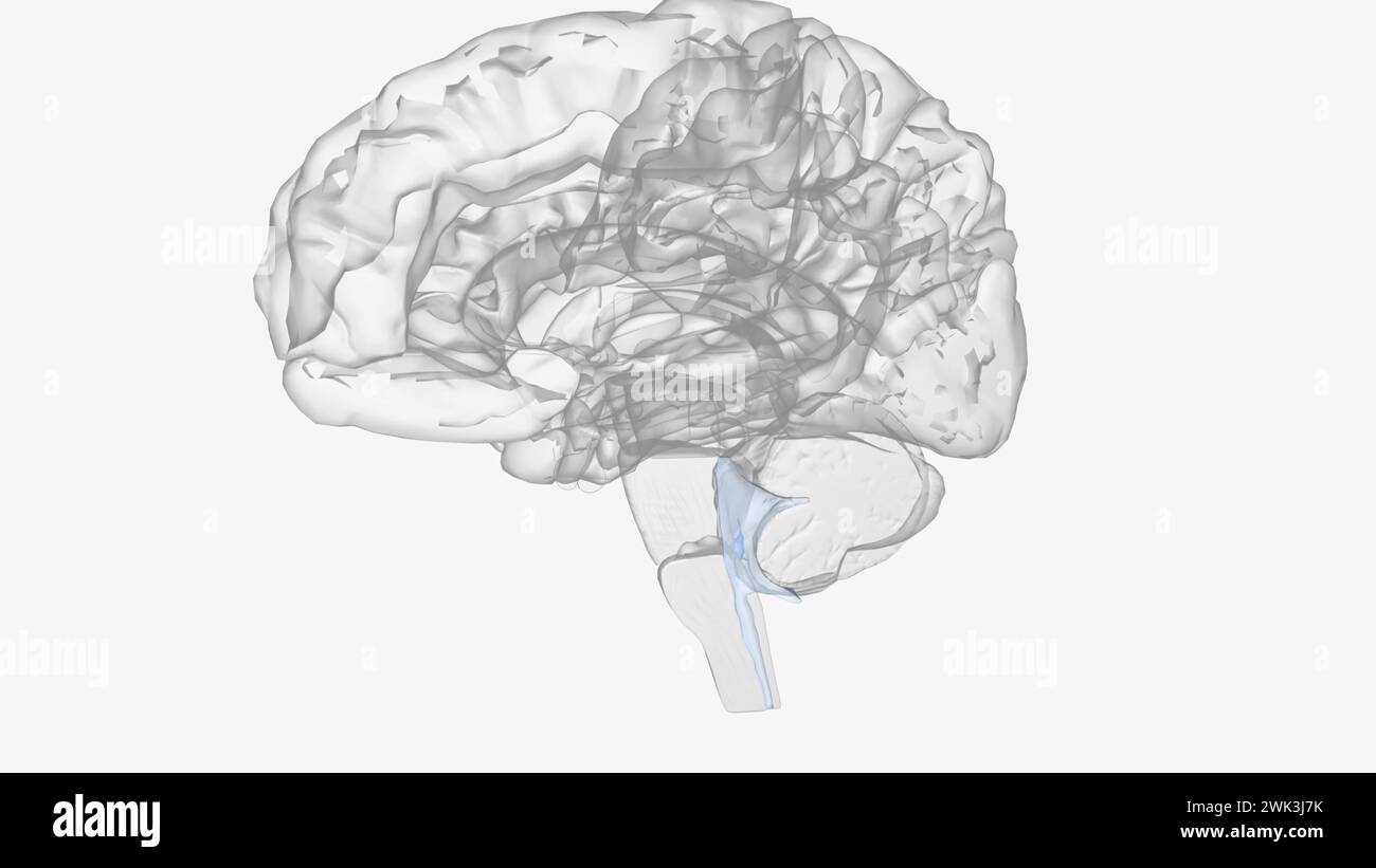The fourth ventricle is one of the four connected fluidfilled cavities