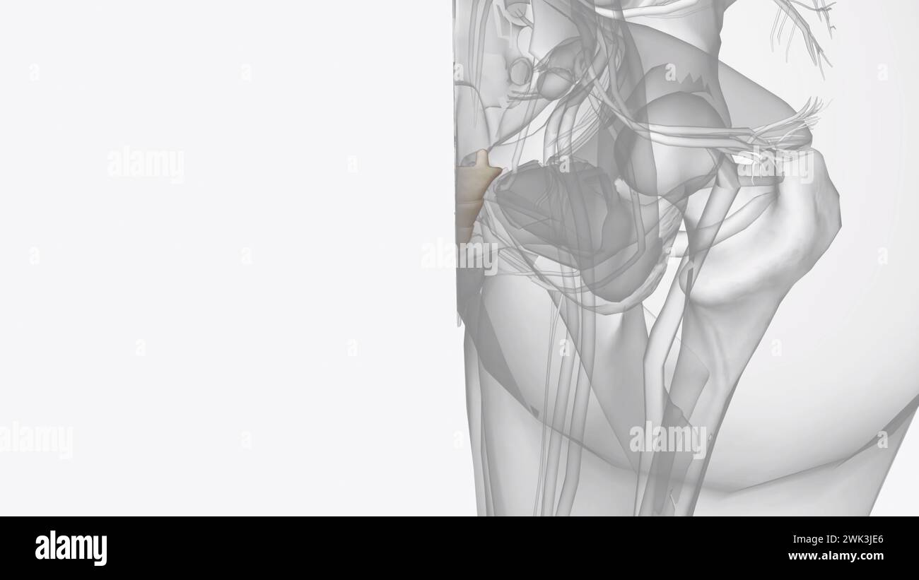 Internal organ arrangement hi-res stock photography and images - Alamy