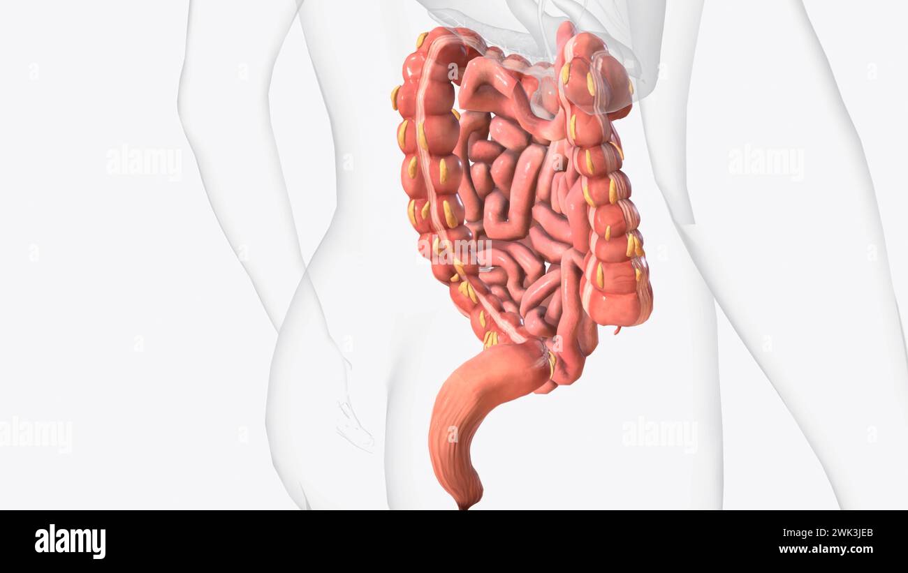 Lower gastrointestinal tract 3d medical Stock Photo Alamy