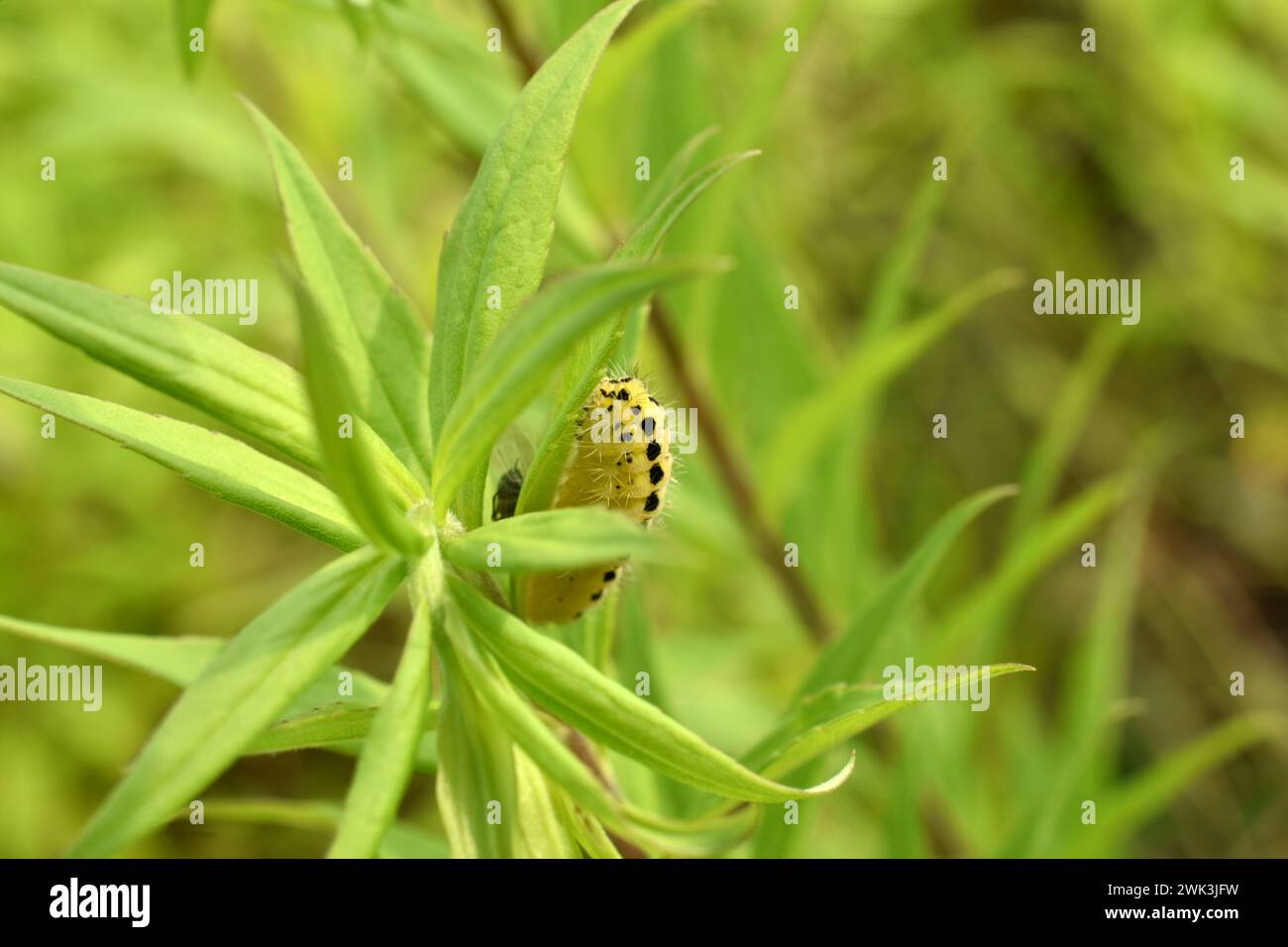 A yellow caterpillar with black stripes on the sides, this caterpillar