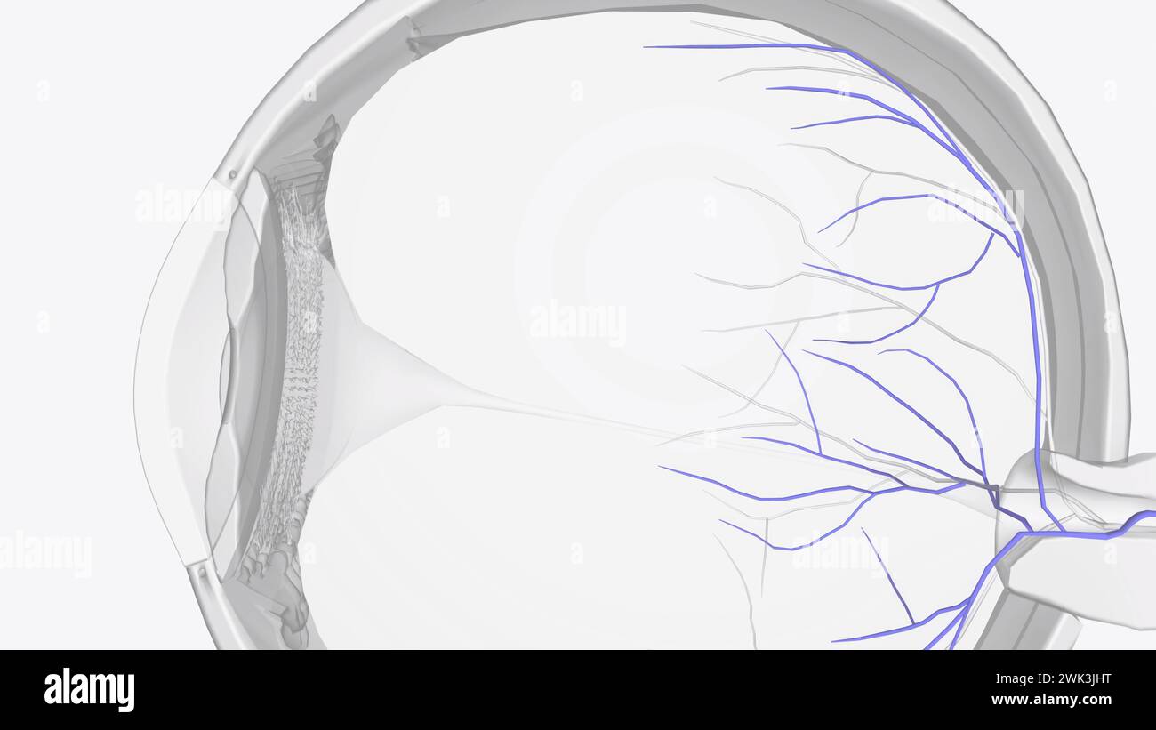 Similarly, ophthalmic veins (vortex veins) and a central retinal vein drain blood from the eye 3d illustration Stock Photo