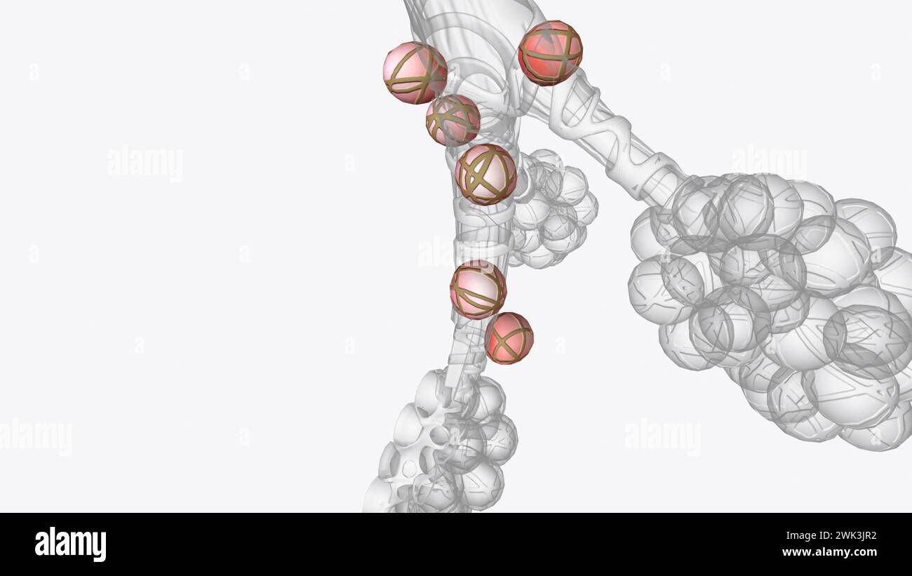 Alveoli are tiny, balloonshaped air sacs located at the end of the