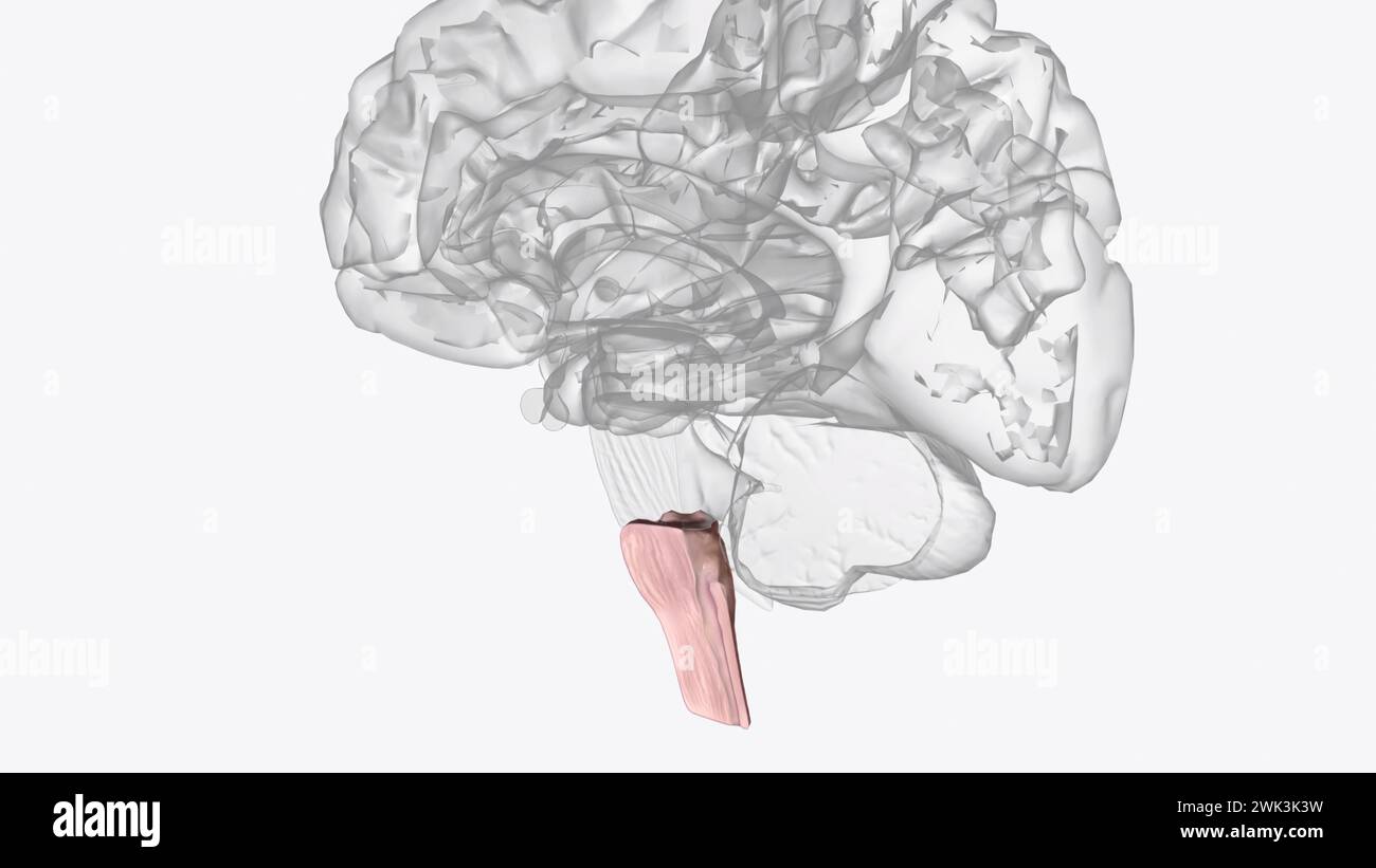 Lower Brainstem Root and the lower stem hi-res stock photography and images - Alamy
