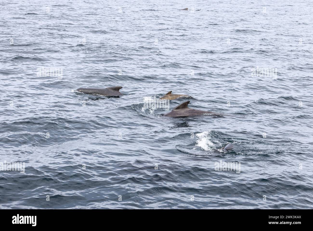 A convivial group of pilot whales (Globicephala melas) cuts through the ...
