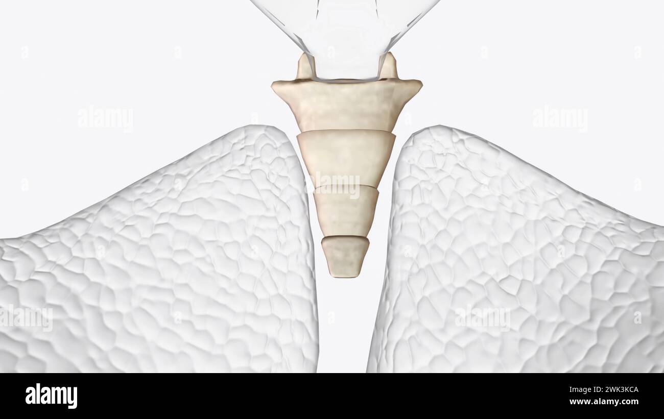 Triangular Bones Internal organ arrangement hi-res stock photography and images - Alamy