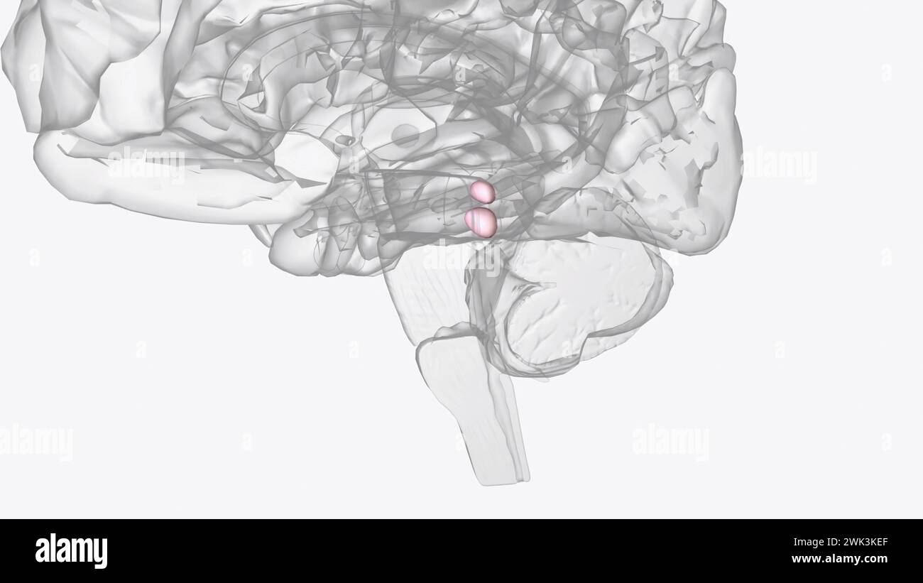 The superior colliculi are a structure of the dorsal midbrain and are ...