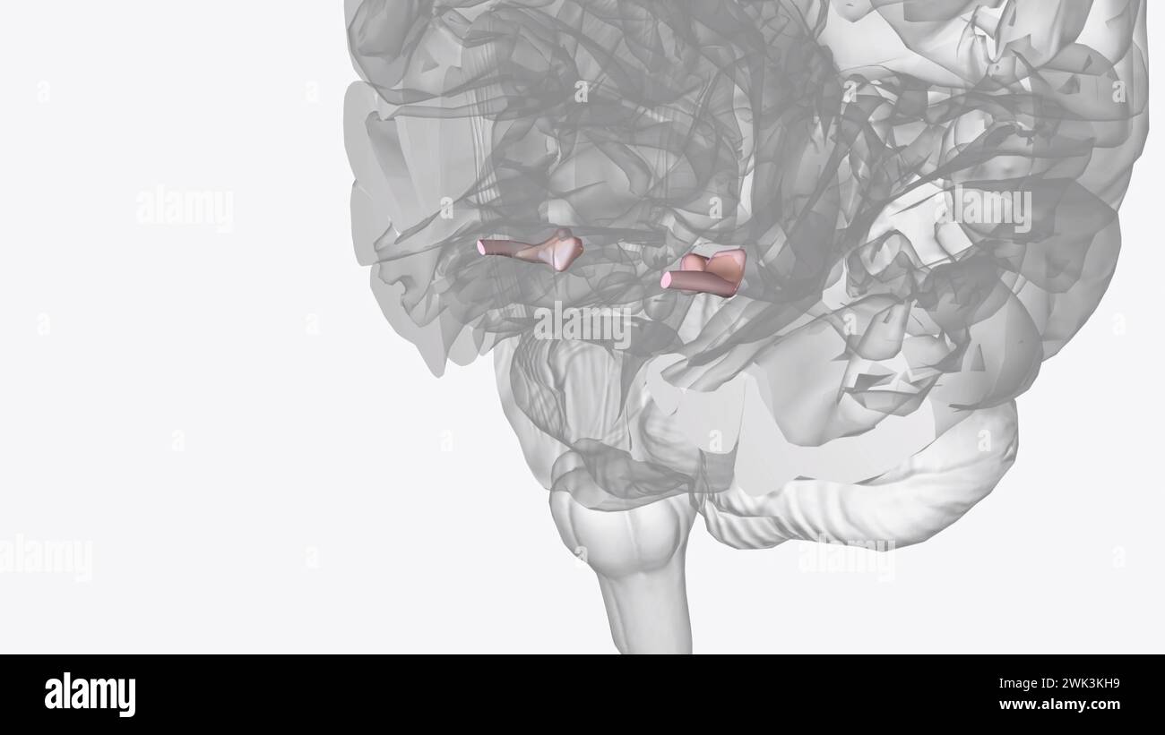 Optic nerve pathway hi-res stock photography and images - Alamy