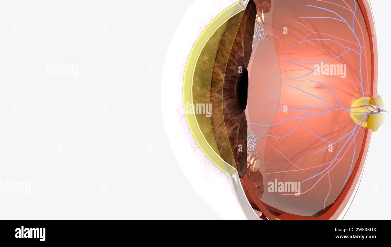 The cornea is the clear outer layer at the front of the eye 3d illustration Stock Photo