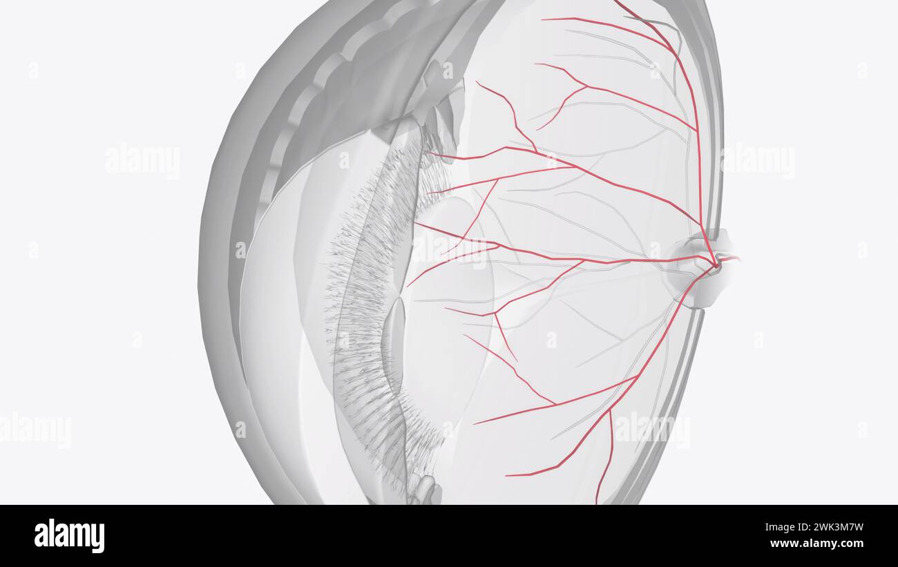 The arterial input to the eye is provided by several branches from the ophthalmic artery 3d illustration Stock Photo