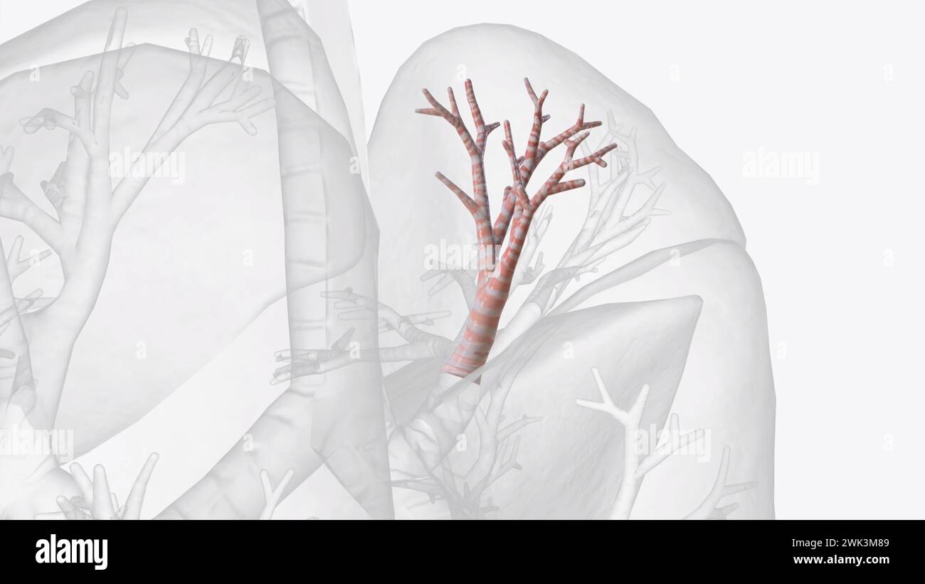 The apical segmental bronchus is the most superior bronchus of the posterior aspect of the bronchial tree hence, this segment is particularly 3d illus Stock Photo