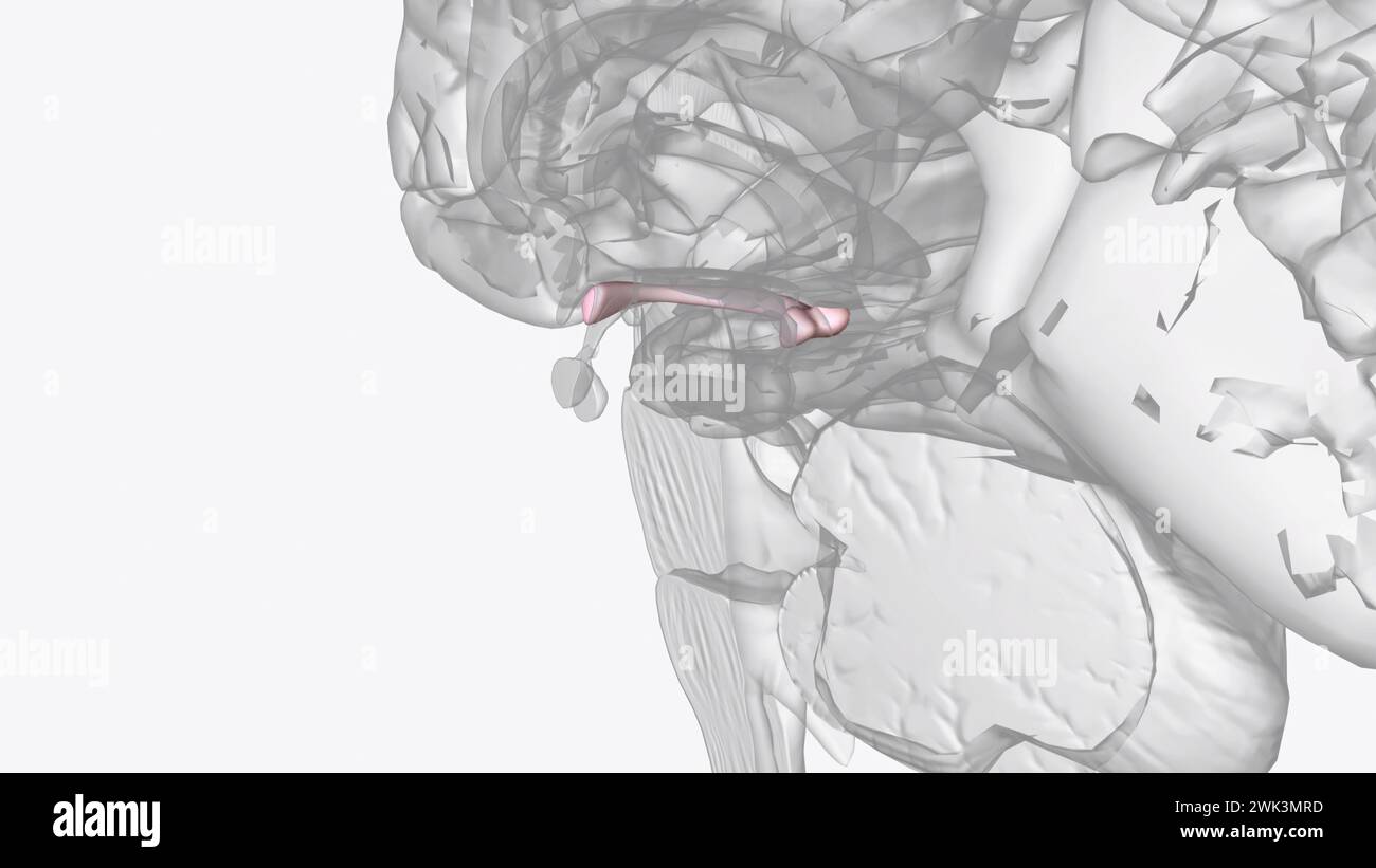Optic nerve fibers hi-res stock photography and images - Alamy